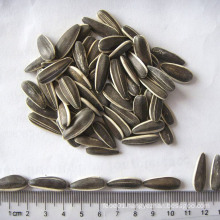Export Good Quality Fresh Chinese Sunflower Seeds